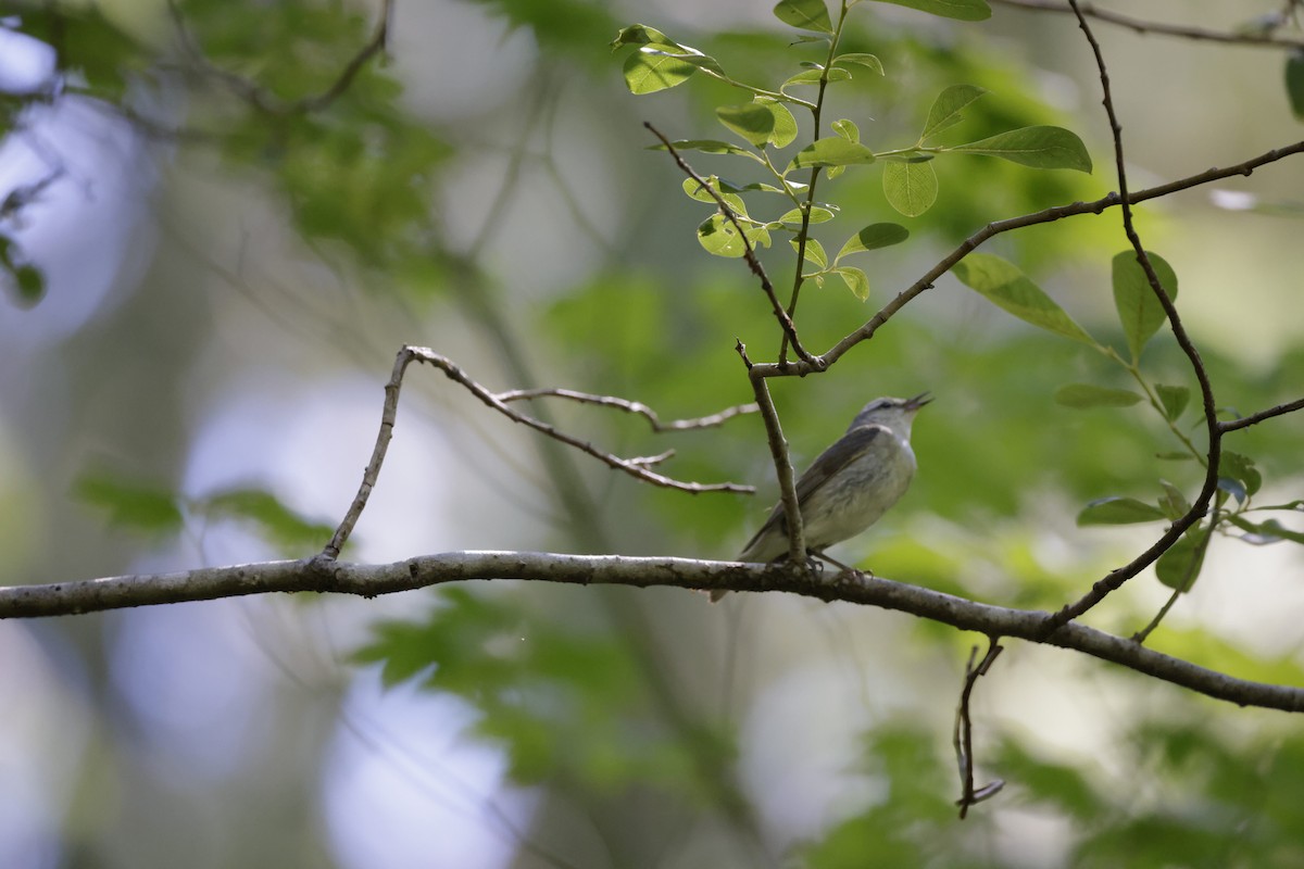 Tennessee Warbler - Jim Hostick