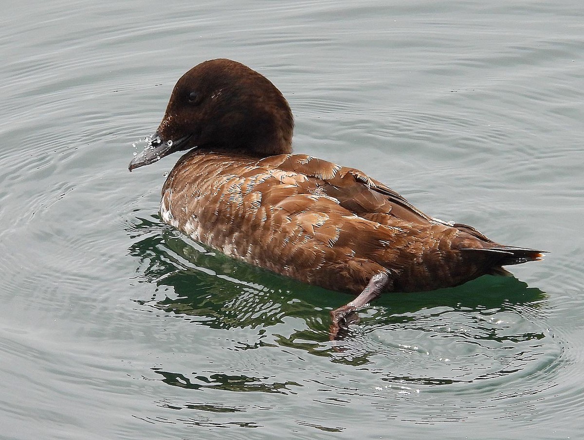 White-winged Scoter - Nick & Jane