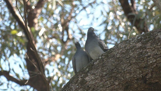 Rock Pigeon (Feral Pigeon) - ML467148481