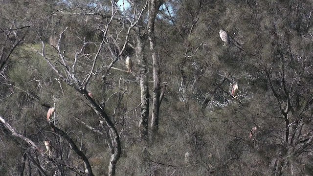 Nankeen Night Heron - ML467149371