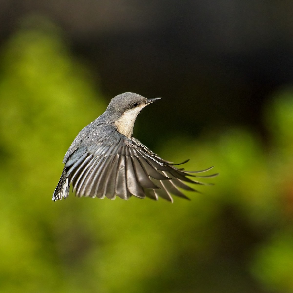 Pygmy Nuthatch - ML467150181