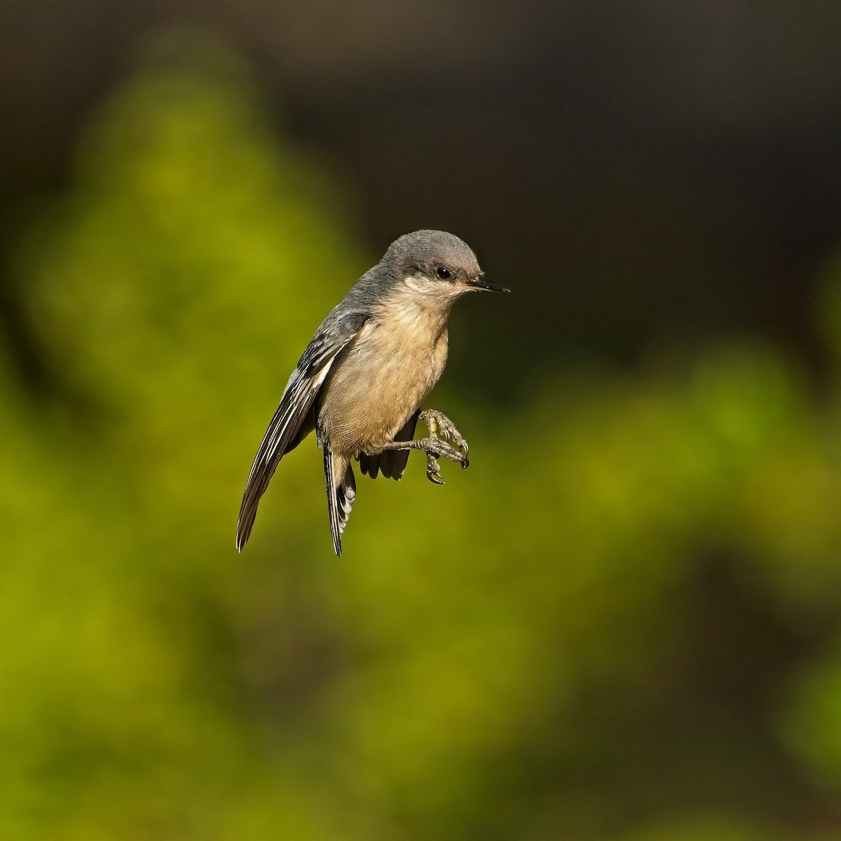 Pygmy Nuthatch - ML467150191