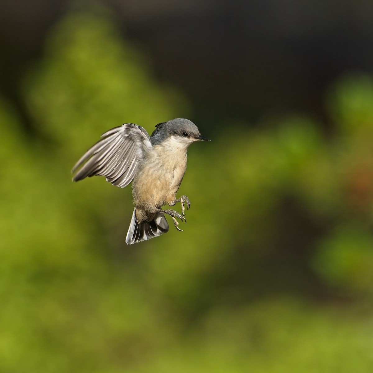 Pygmy Nuthatch - ML467150211