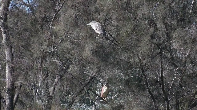 Nankeen Night Heron - ML467150251