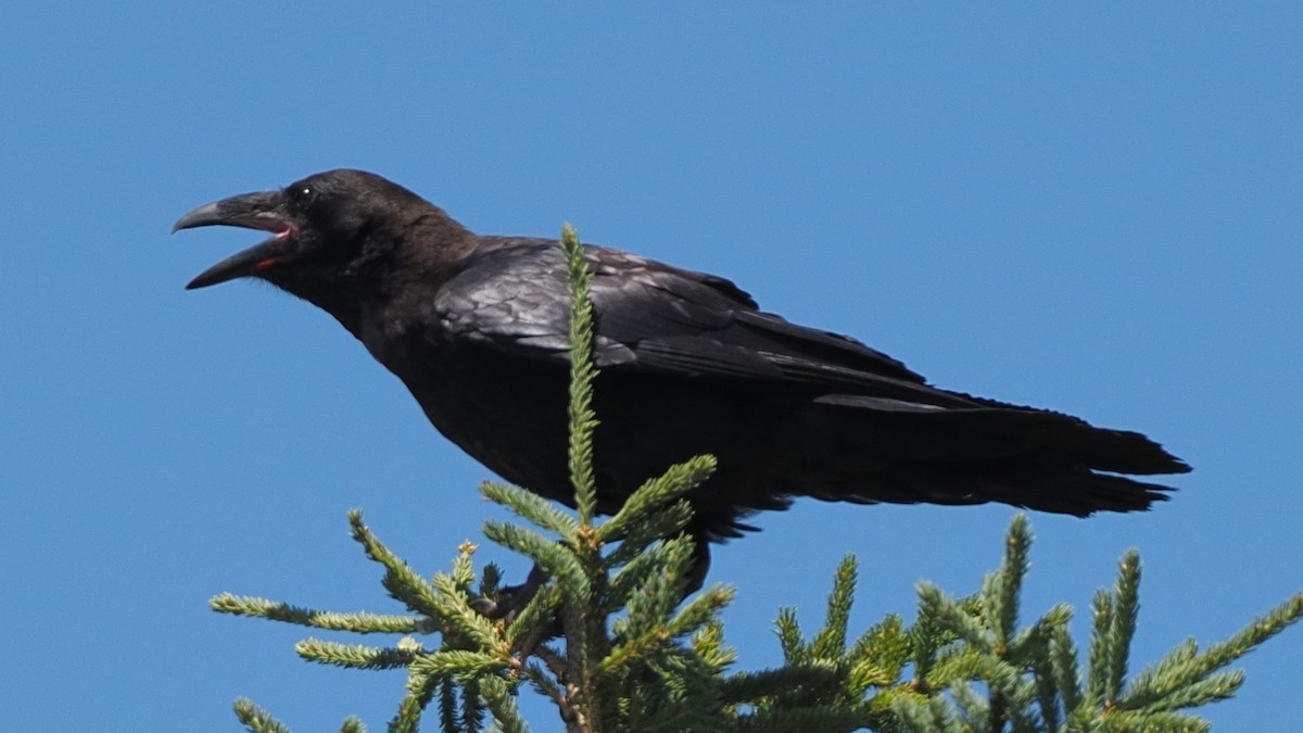 American Crow - Milton Paul