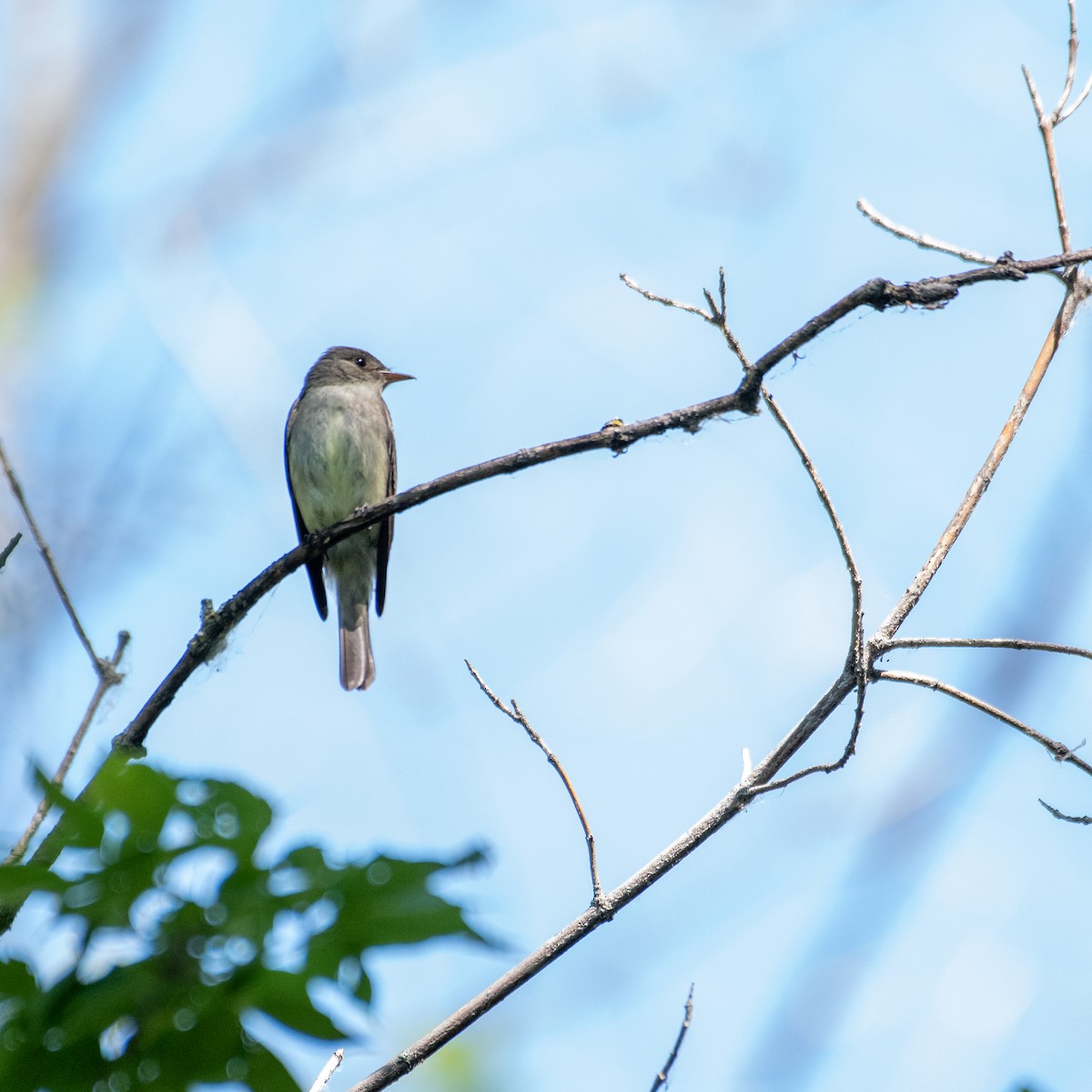 Eastern Wood-Pewee - ML467150761