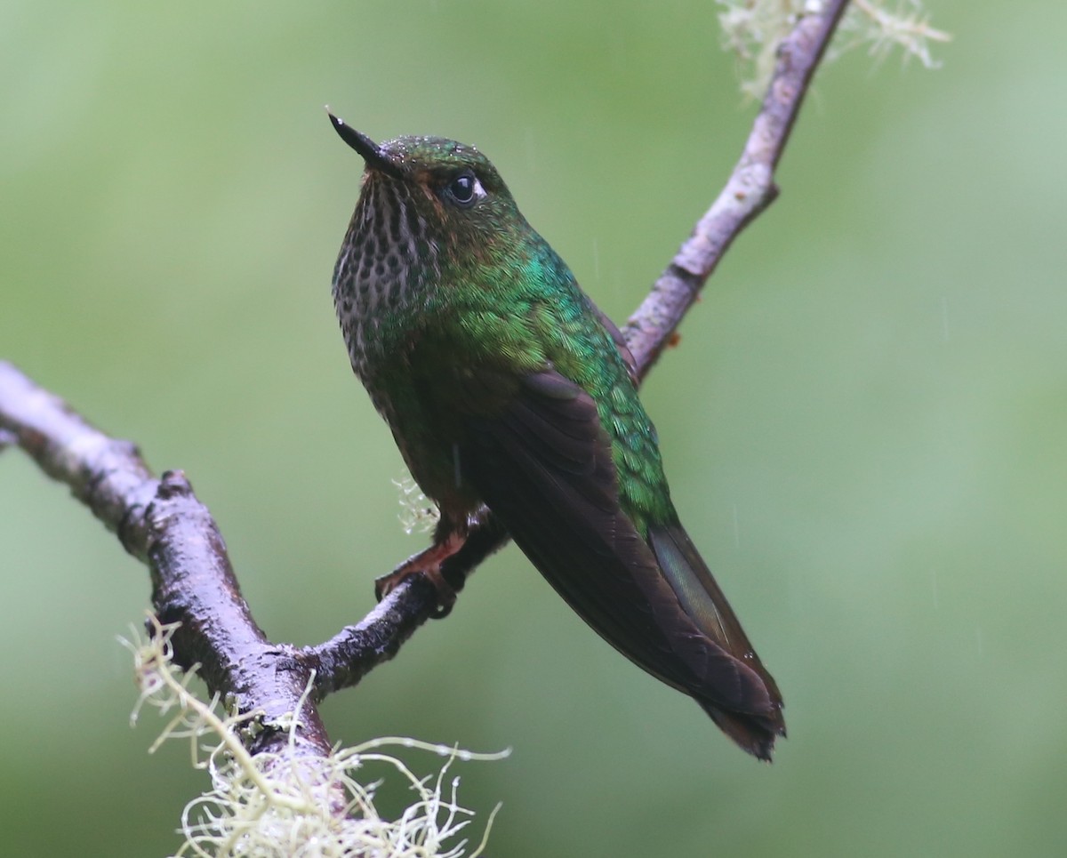 Fleckenbauchkolibri - ML467151041