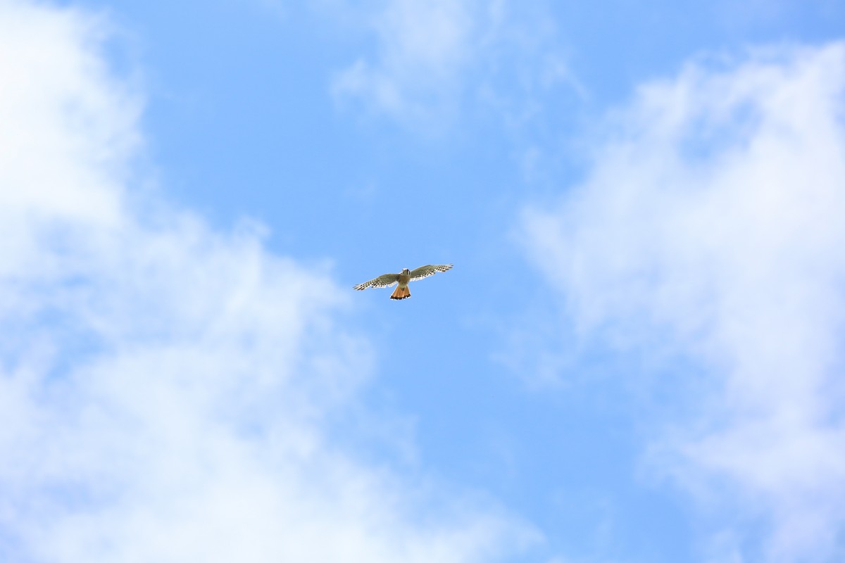 American Kestrel - ML467151681