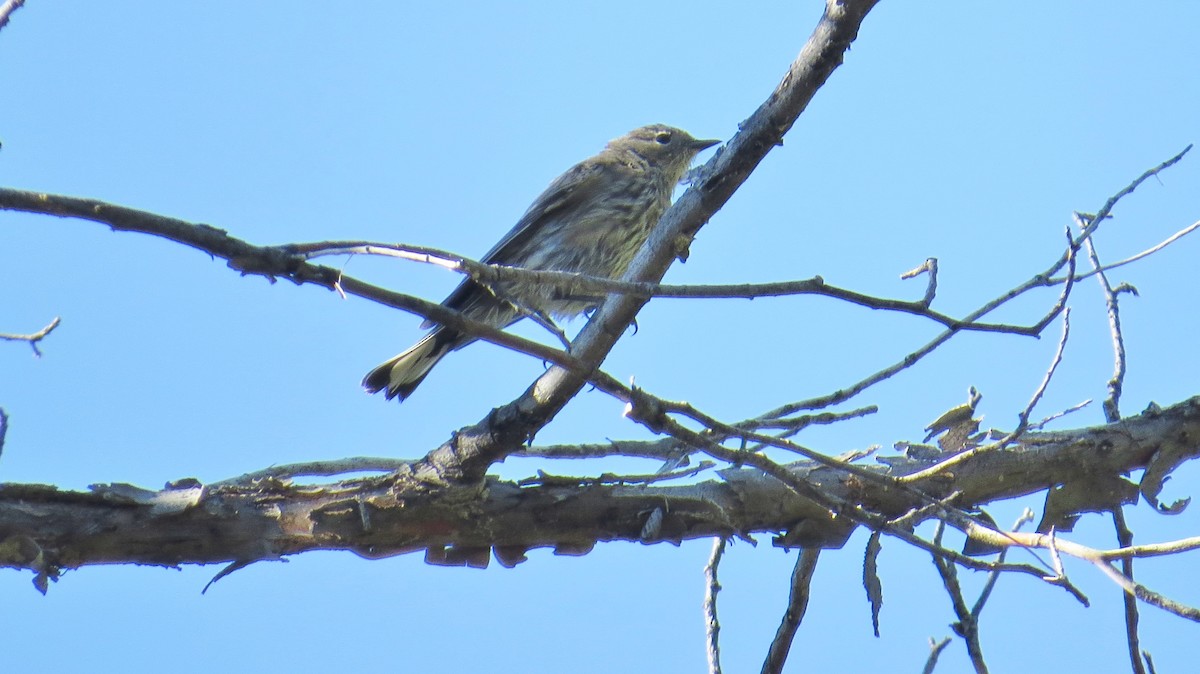 Yellow-rumped Warbler - ML467152151