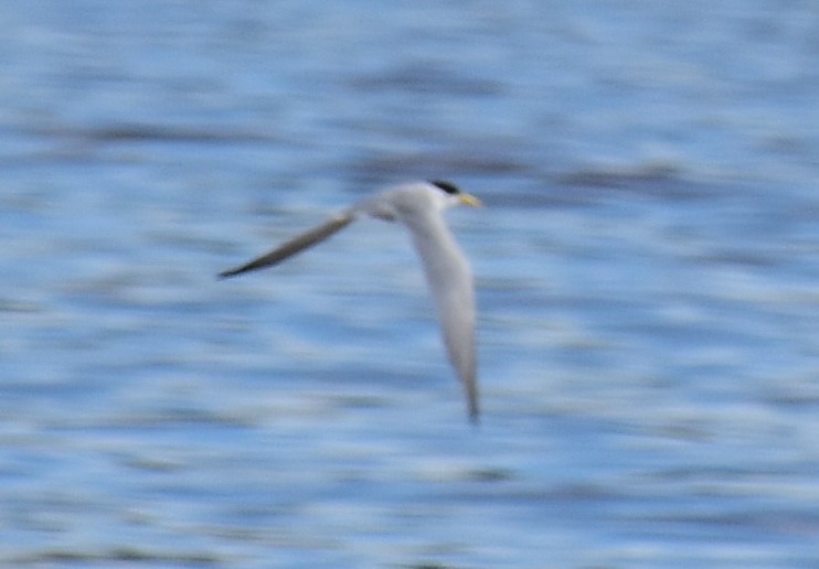 Yellow-billed Tern - Zachary Peterson