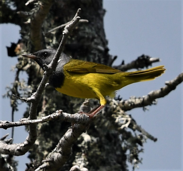 Mourning Warbler - ML467154801