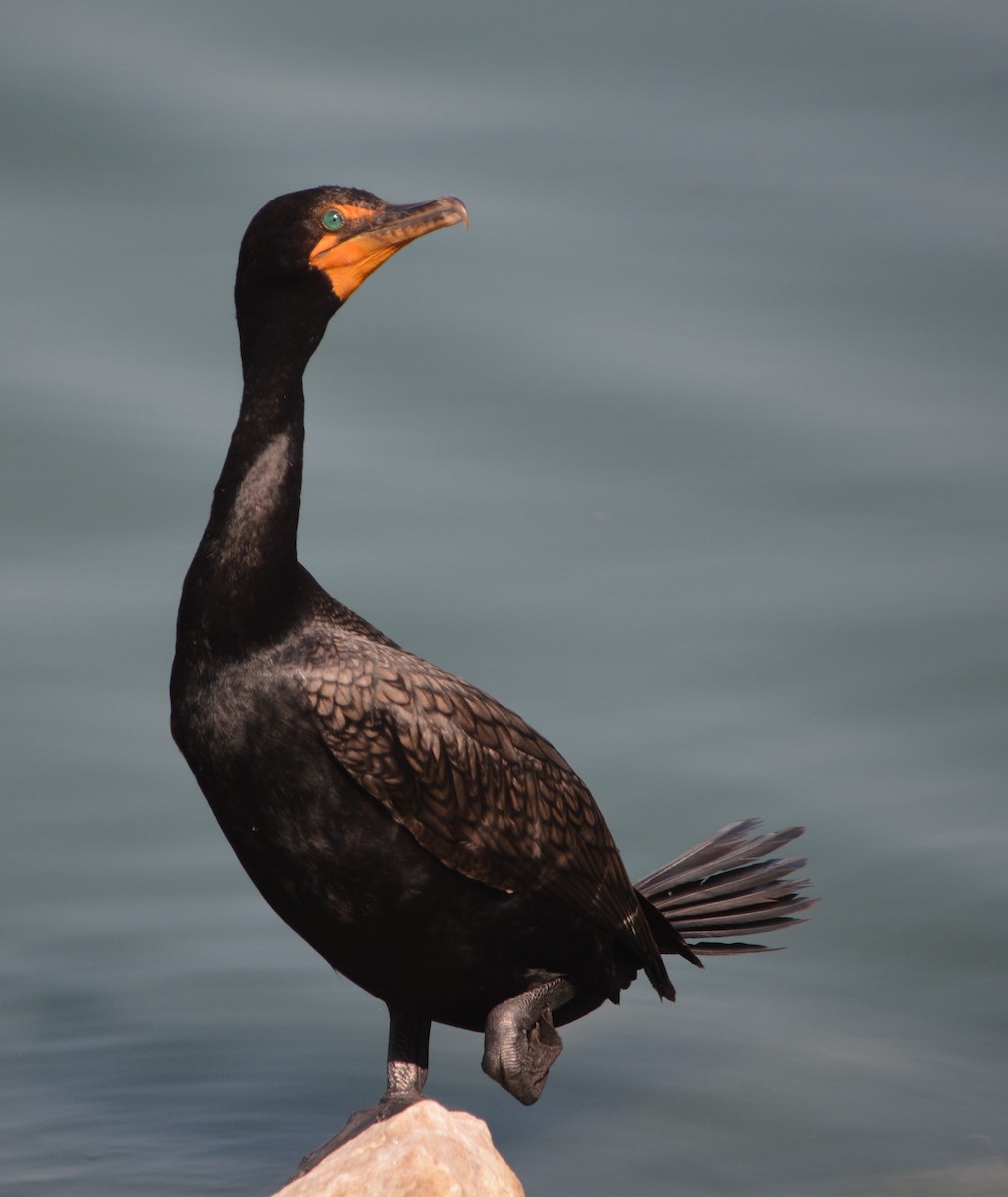 Double-crested Cormorant - Paul Messing