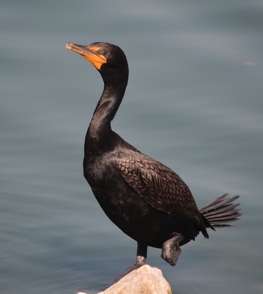 Double-crested Cormorant - Paul Messing
