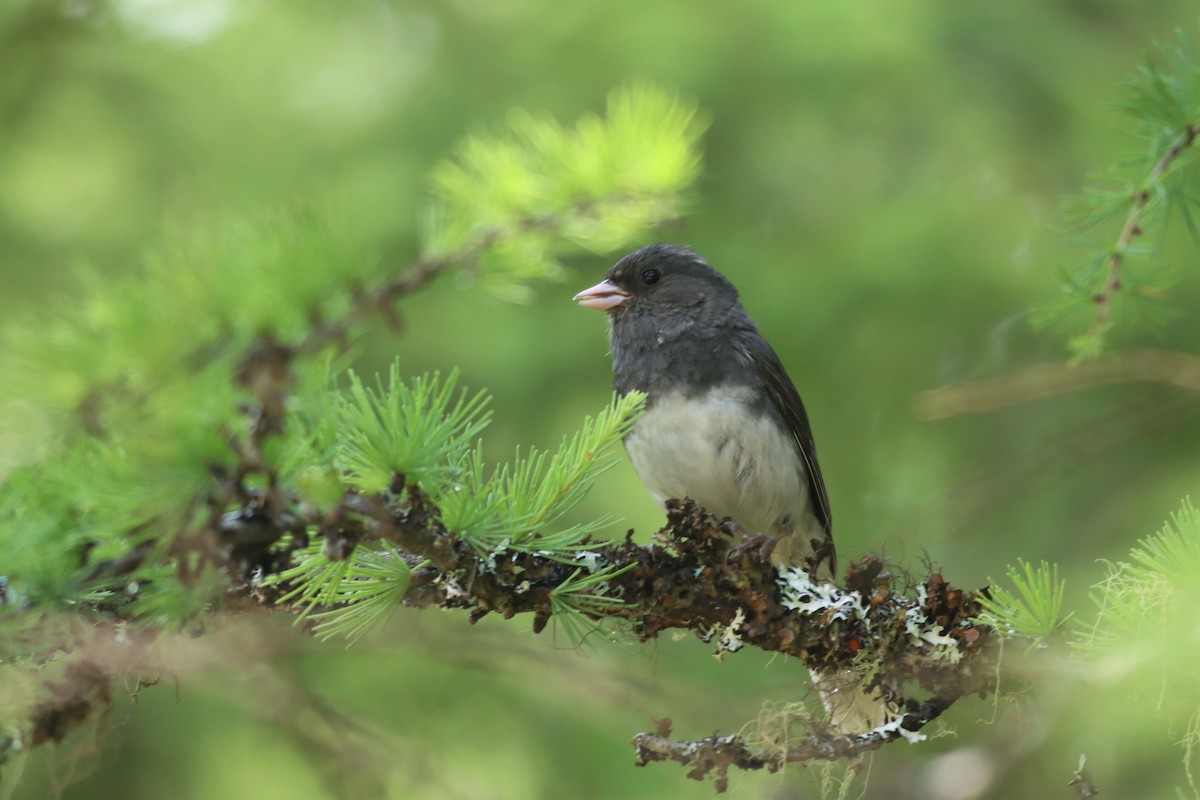 Dark-eyed Junco (Slate-colored) - Margaret Viens