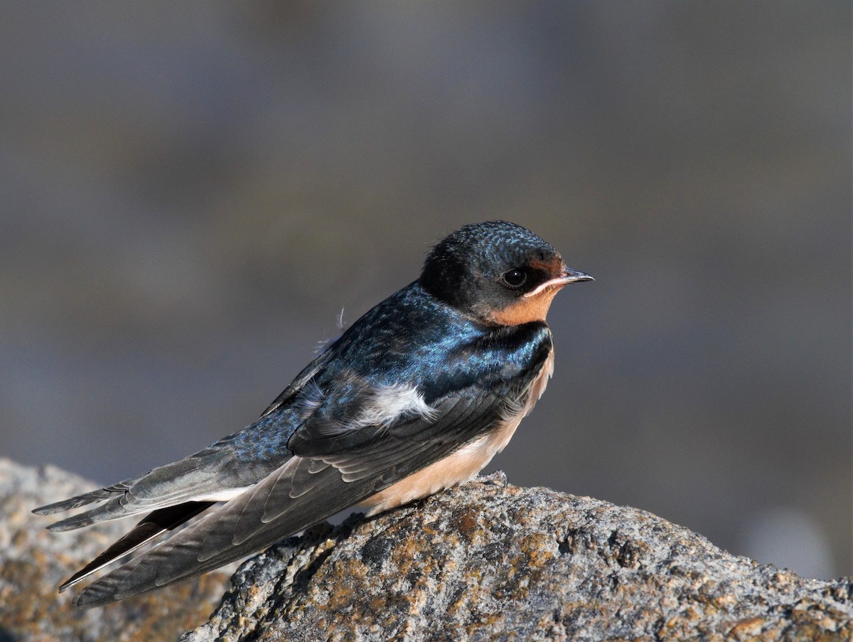 Barn Swallow - Will Carlson