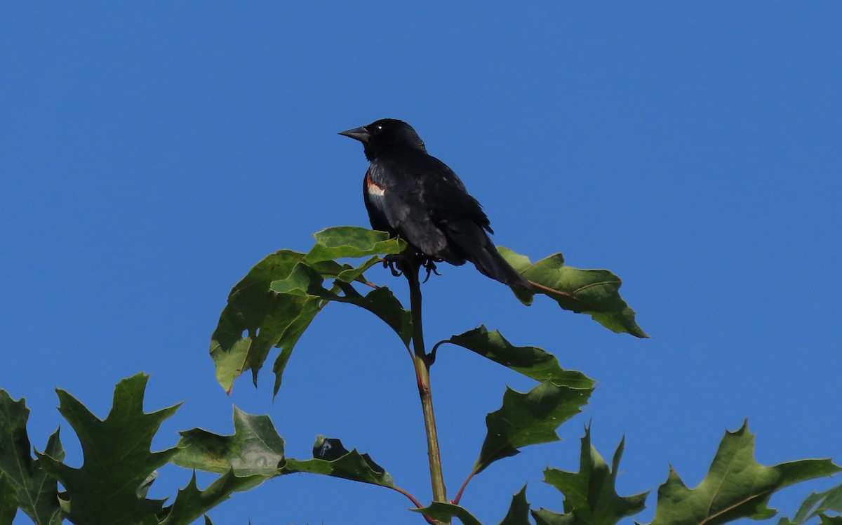 Red-winged Blackbird - ML467160851