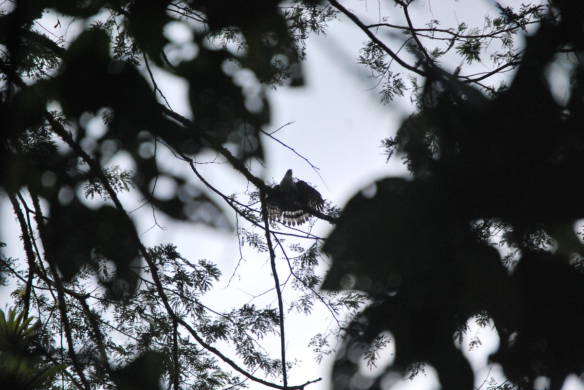 Semicollared Hawk - ML467161501