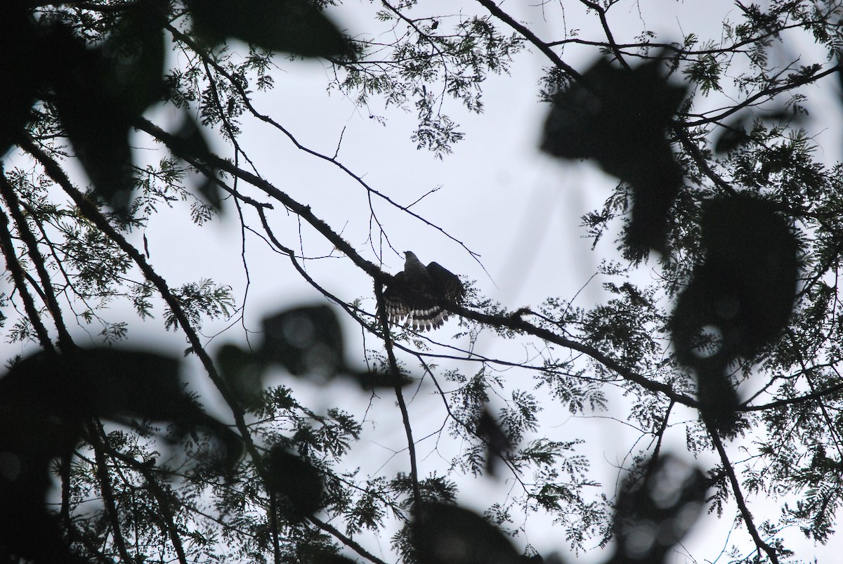 Semicollared Hawk - ML467161521