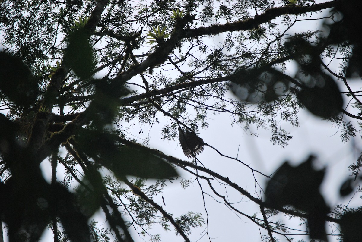 Semicollared Hawk - ML467161541