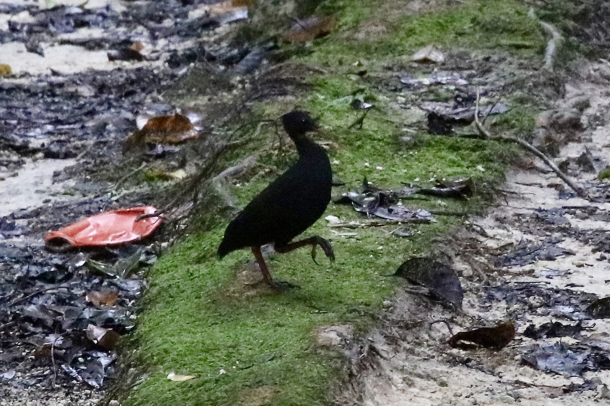 Biak-Großfußhuhn - ML467161751