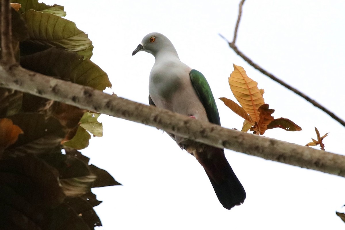 Geelvink Imperial-Pigeon - Jonathan Slifkin