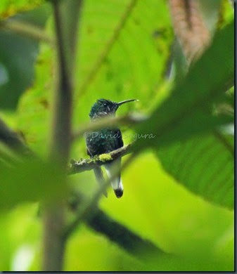 kolibřík zelenopláštíkový - ML467162041