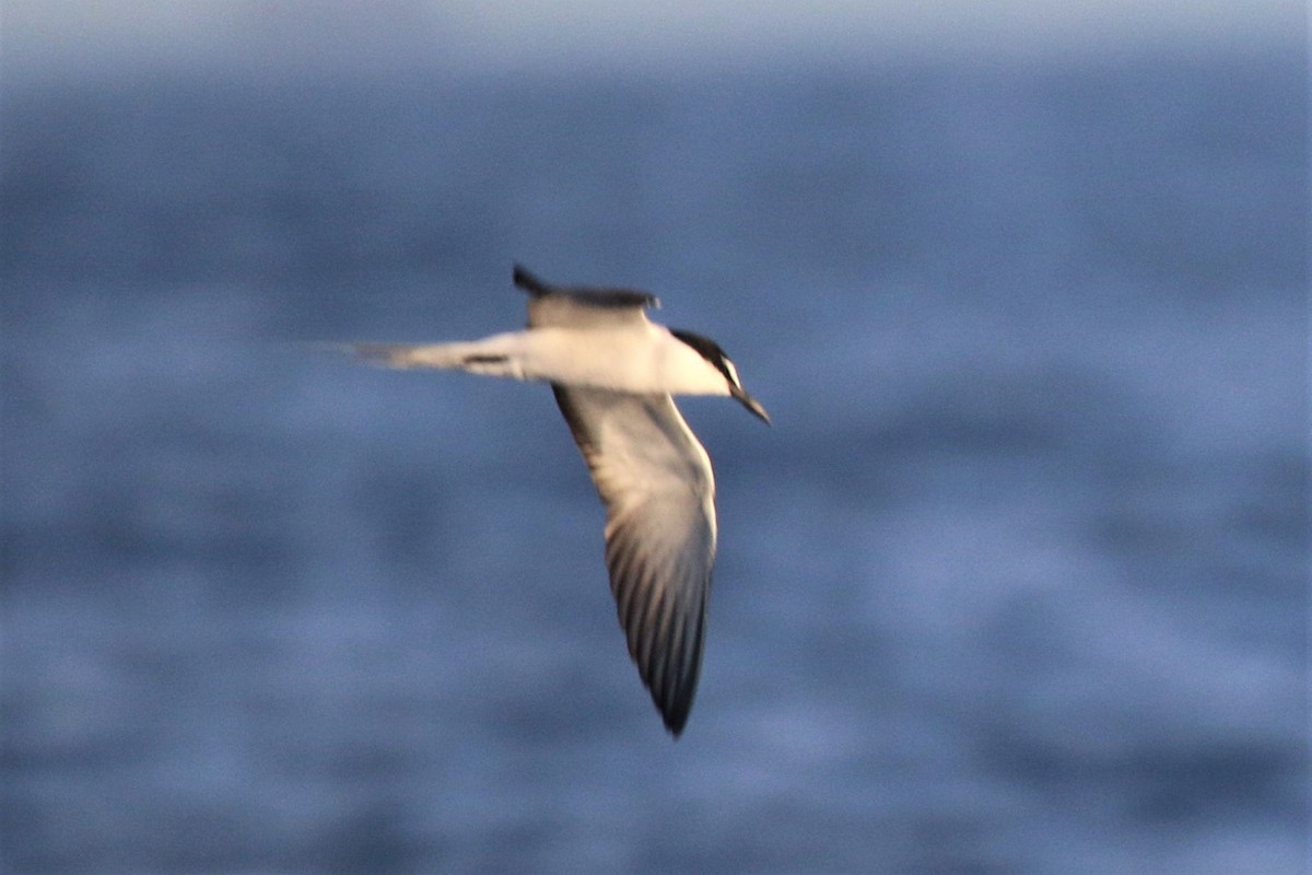 Bridled Tern - ML467162151