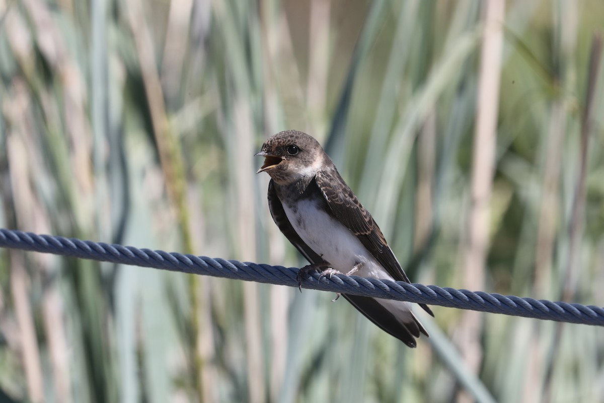 Bank Swallow - Chuck Gates