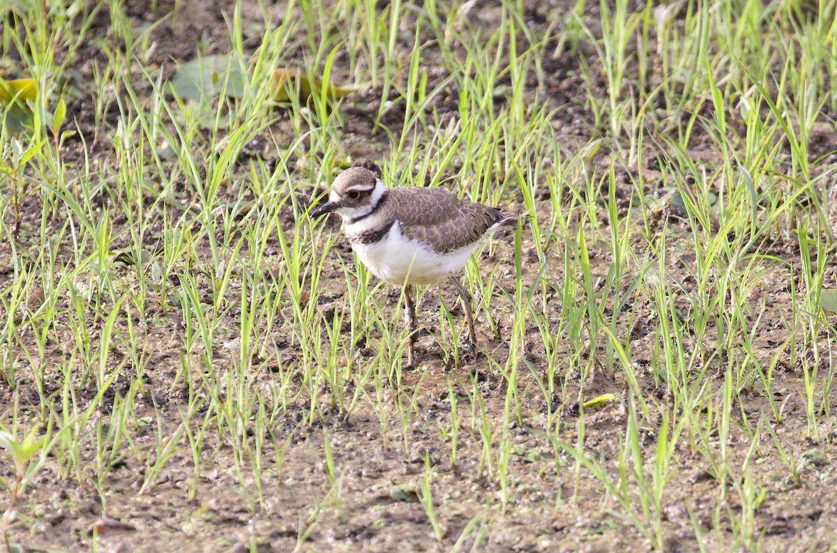 Killdeer - ML467162511