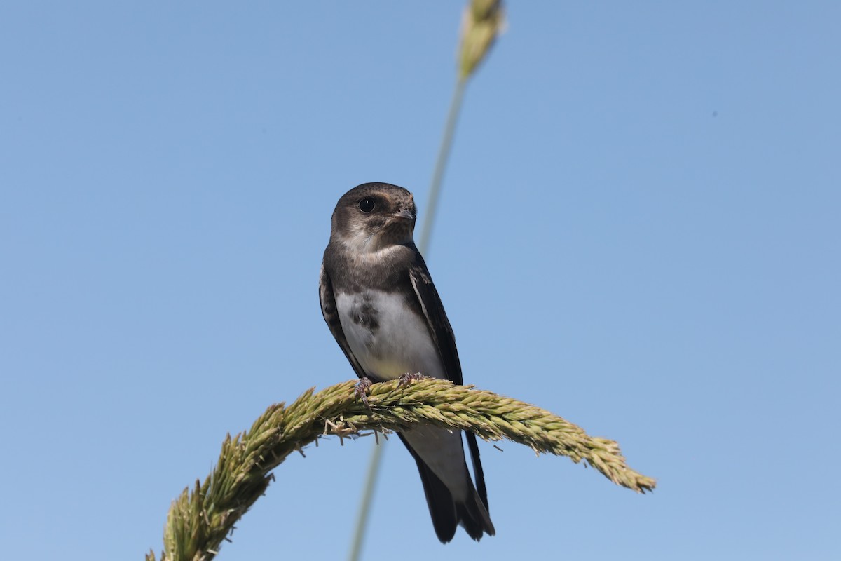 Bank Swallow - ML467162651