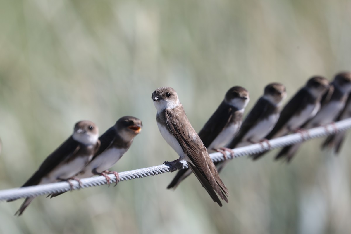 Bank Swallow - ML467163021