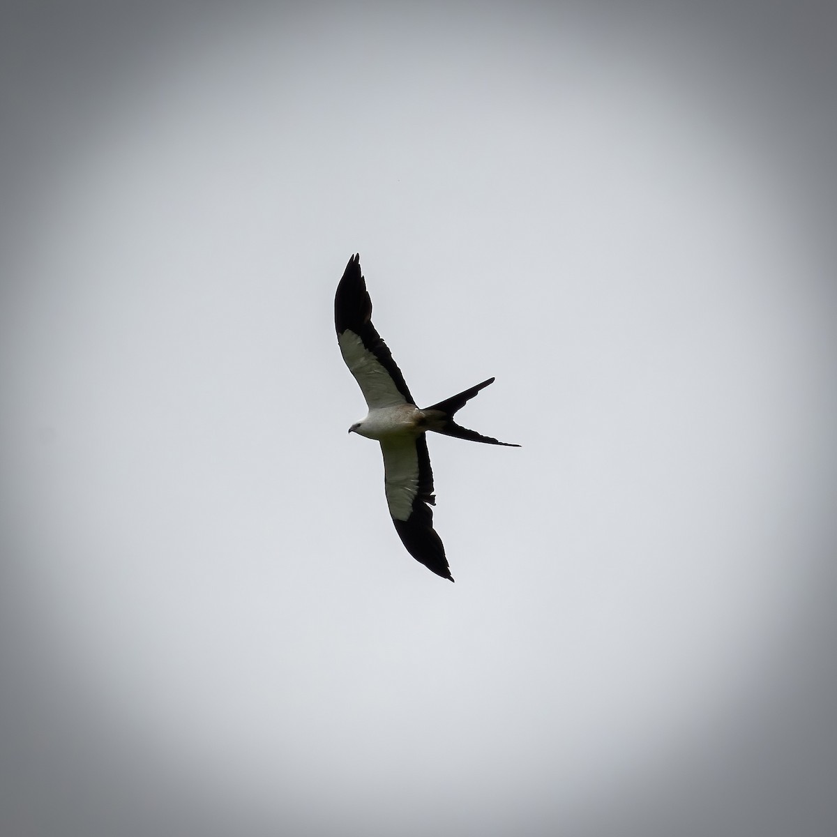 Swallow-tailed Kite - ML467163631