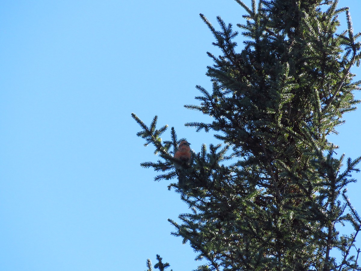 White-winged Crossbill - Nathan Martineau