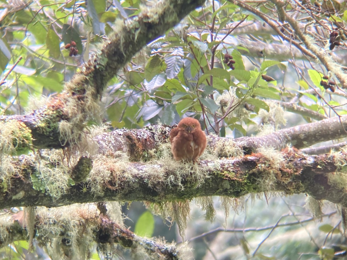 Costa Rican Pygmy-Owl - ML467164191
