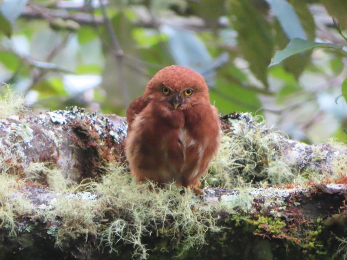 Costa Rican Pygmy-Owl - Sarah Termondt