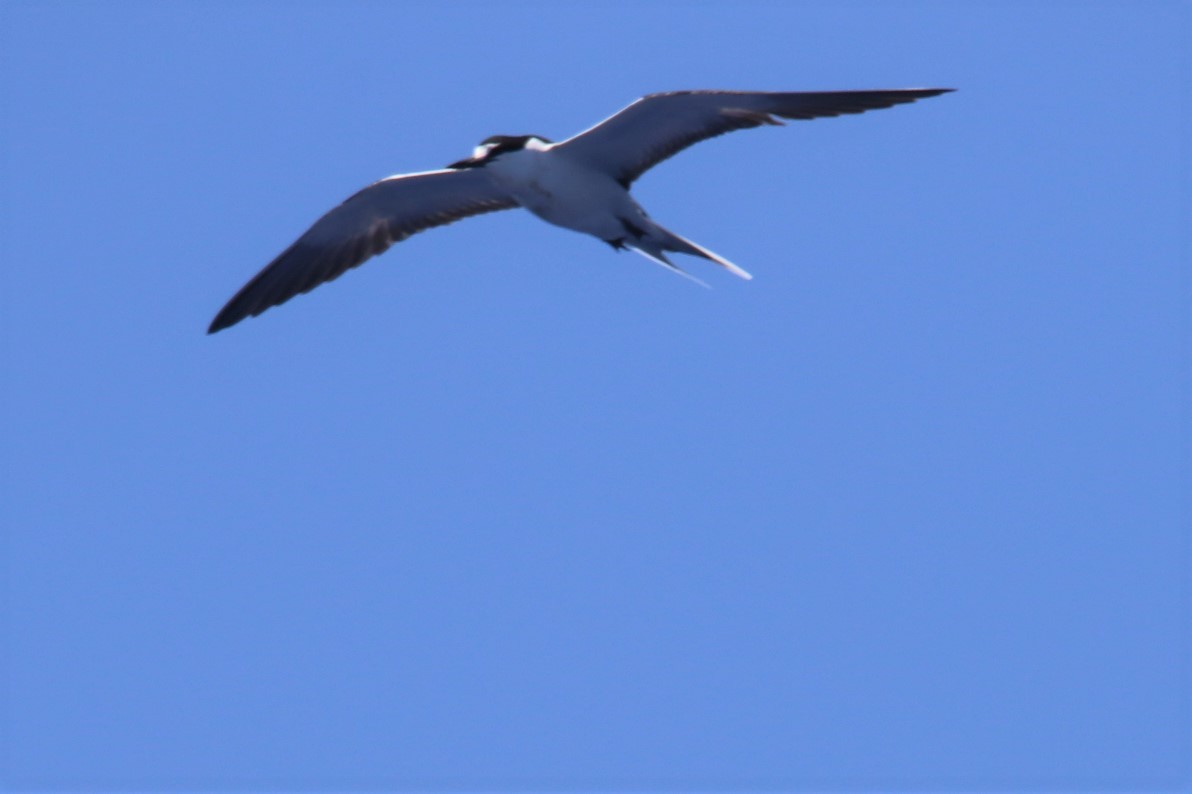 Bridled Tern - ML467164271