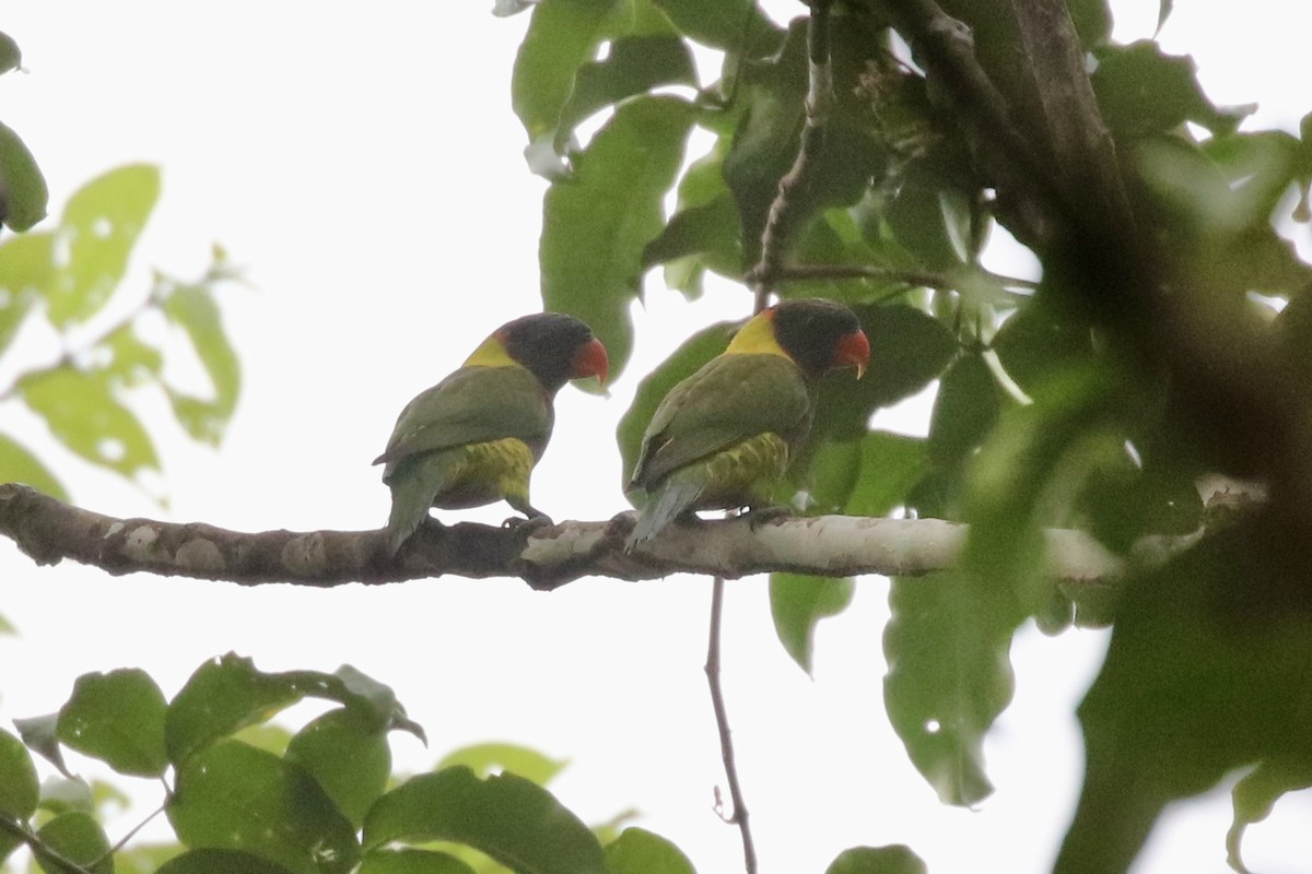 Biak Lorikeet - ML467164401