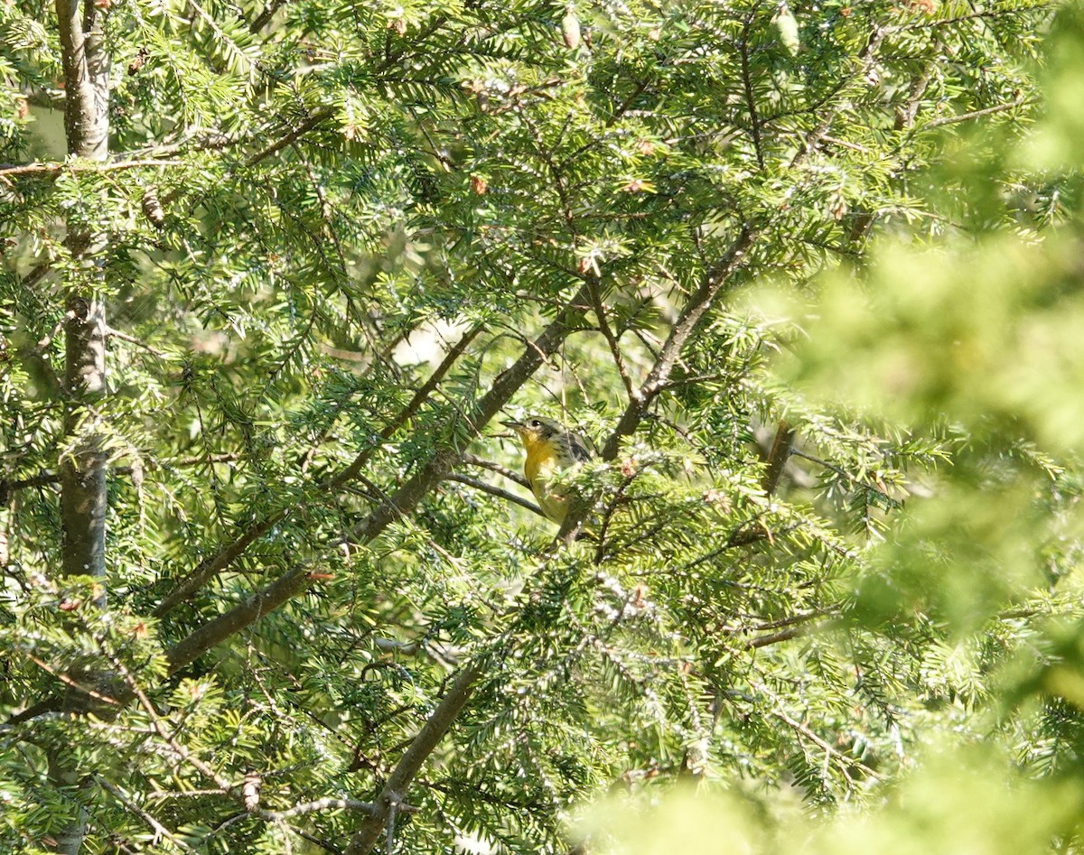 Blackburnian Warbler - ML467164701