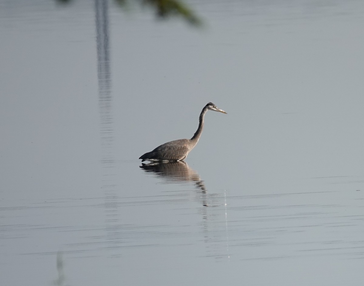 Great Blue Heron - ML467164841