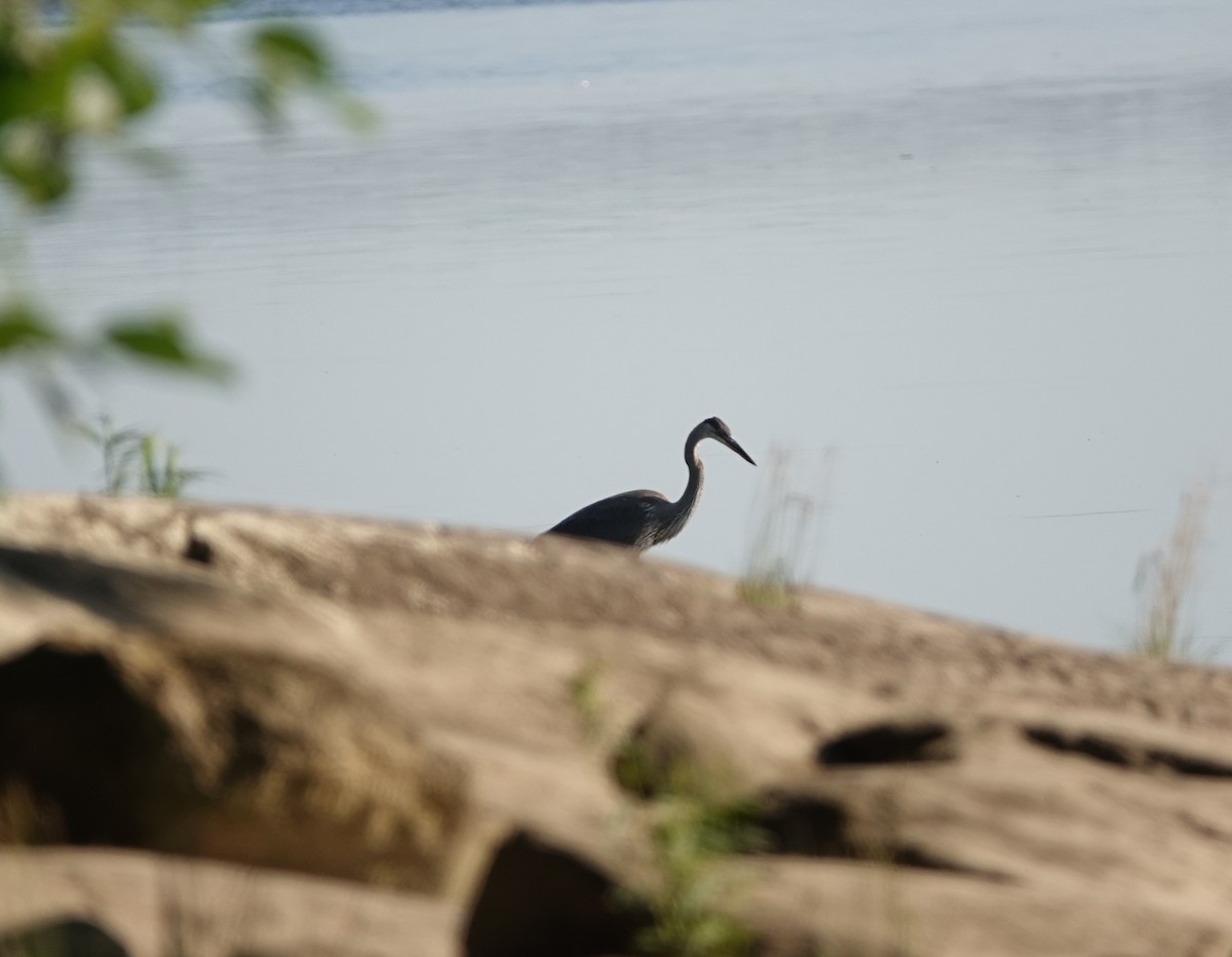 Great Blue Heron - ML467164851