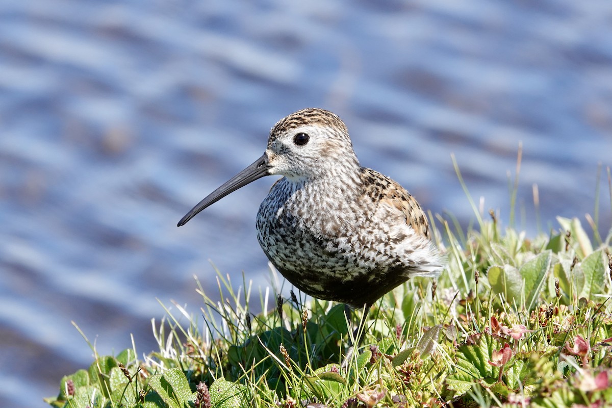 Dunlin - Michel Robert