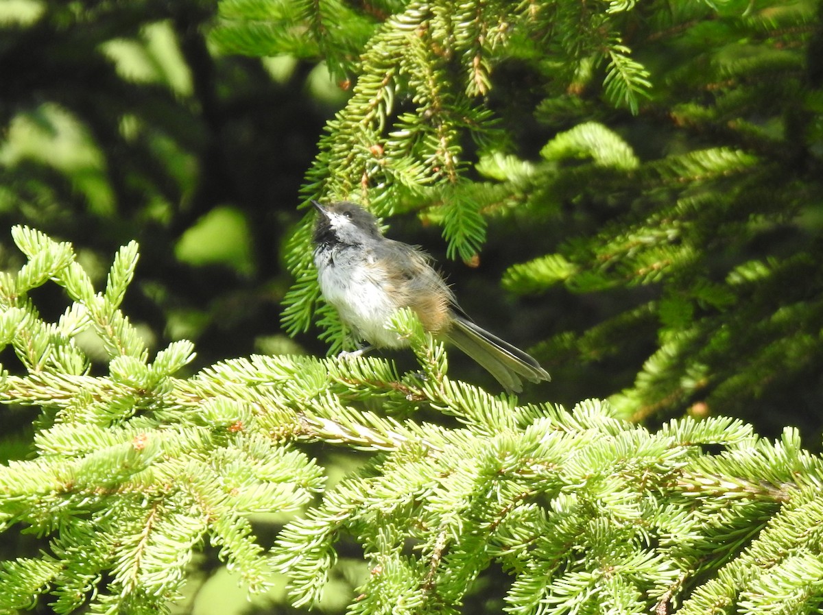 Boreal Chickadee - ML467165761