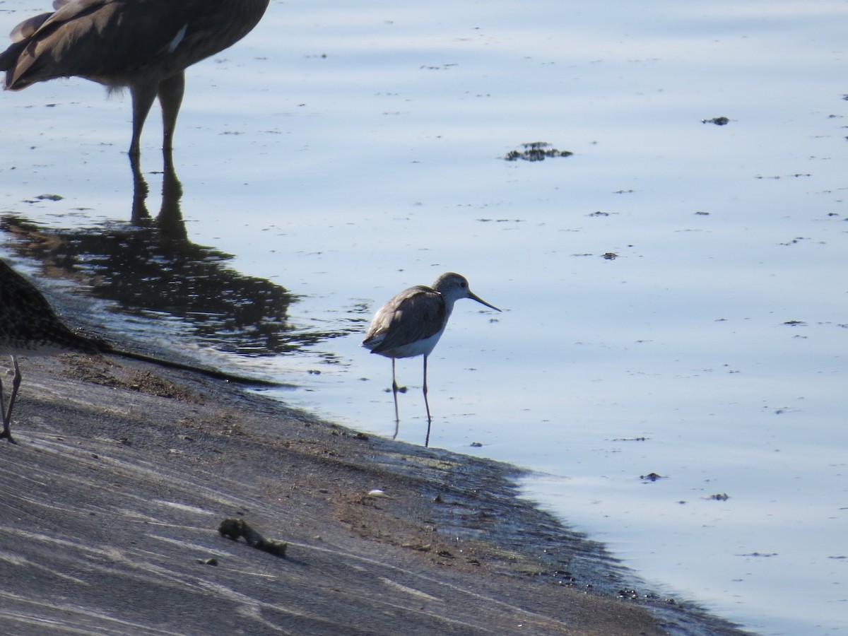 Marsh Sandpiper - ML46716621