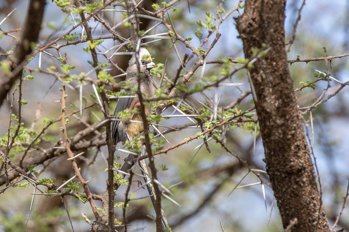 White-headed Mousebird - ML467170241