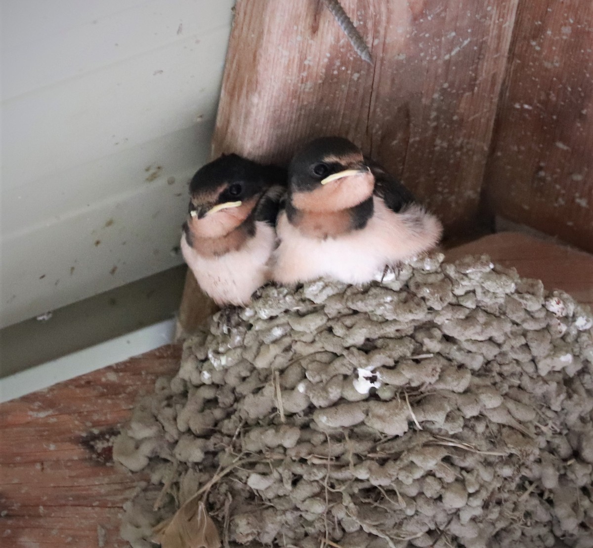 Barn Swallow - ML467170331