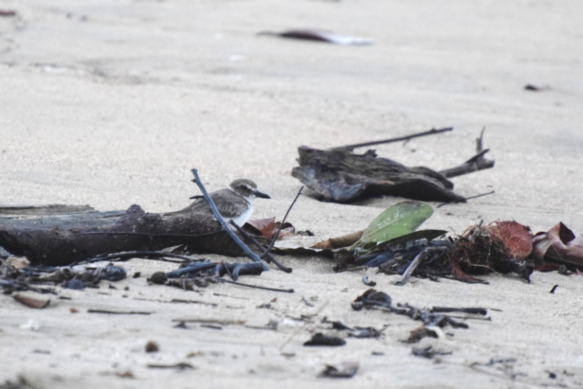 Wilson's Plover - ML46717071