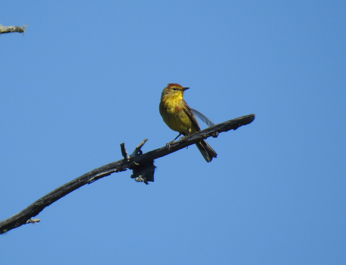 Palm Warbler - ML467172051