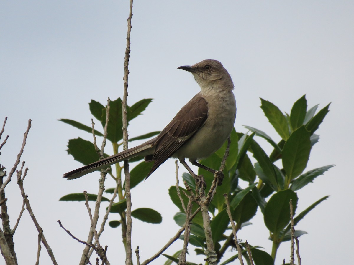 Northern Mockingbird - ML467173291