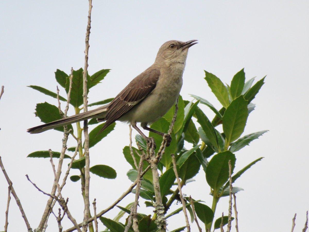 Northern Mockingbird - ML467173311