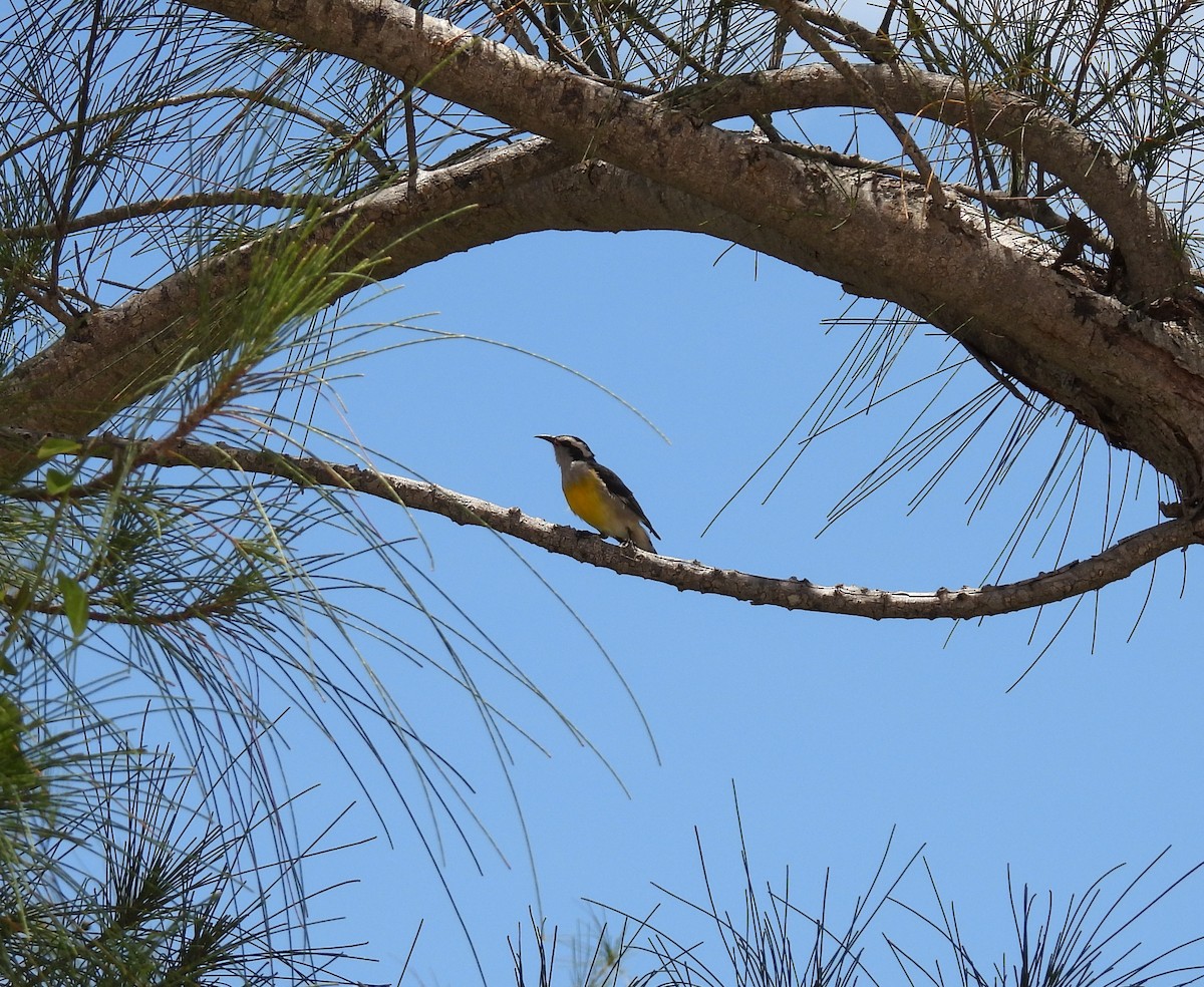 Bananaquit - ML467173361